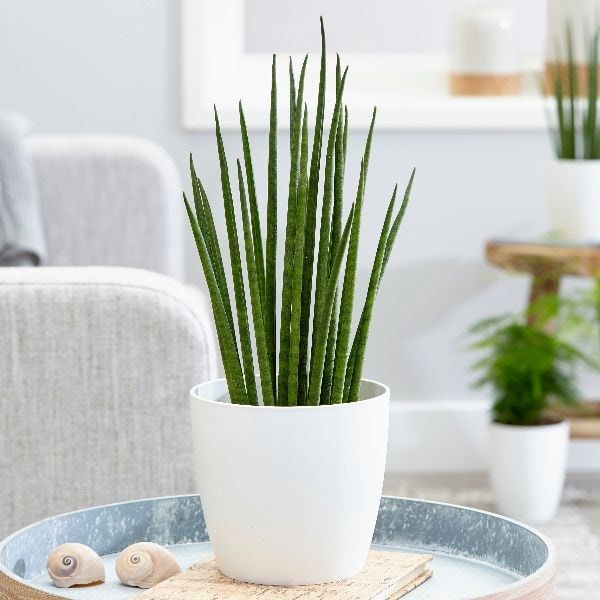 Sansevieria 'Mikado' - snake plant & pot cover combination