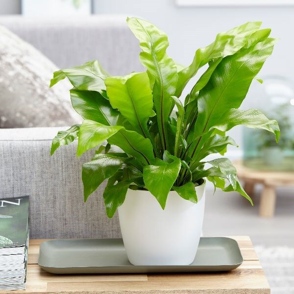 Asplenium nidus - bird’s nest fern & pot cover combination