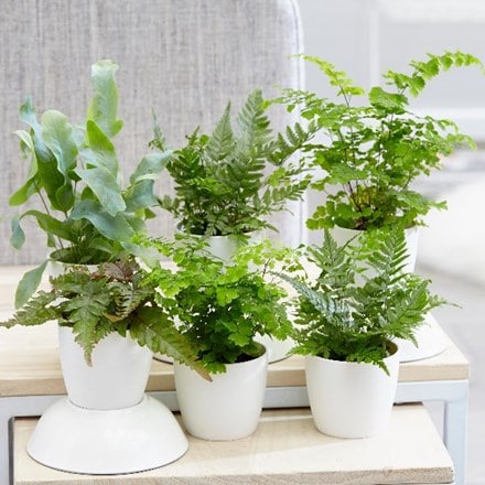 Fern collection and pot covers