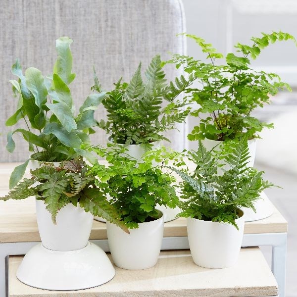 Fern starter collection & pot cover combination