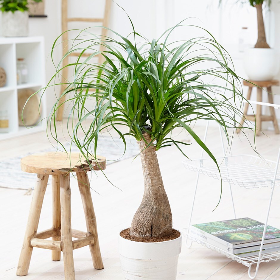 Beaucarnea recurvata - pony tail palm & pot cover combination