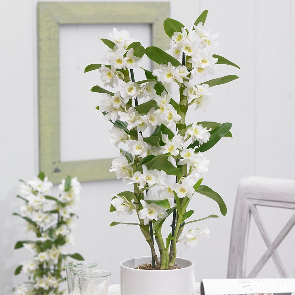 Dendrobium 'Spring Dream' - white orchid & pot cover combination