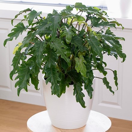 Philodendron xanadu and pot cover