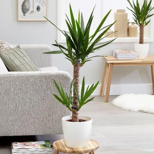 Yucca elephantipes - spineless yucca & pot cover combination