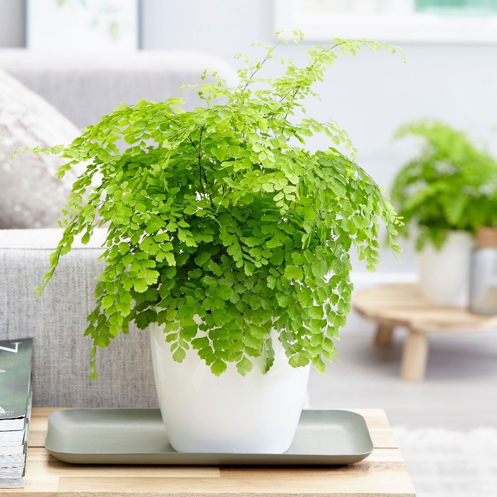 maidenhair fern - Adiantum 'Fragrans' & pot cover combination