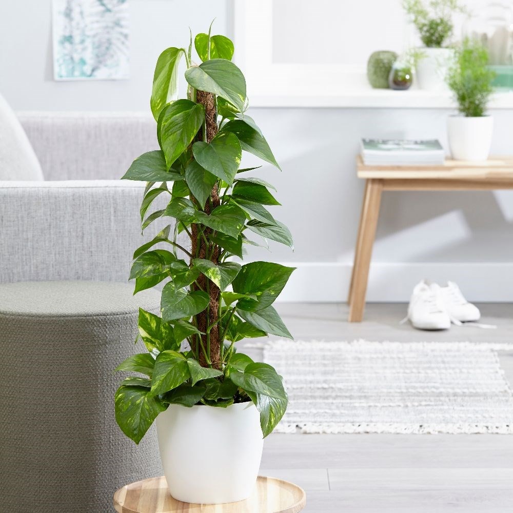 devils ivy - Epipremnum 'Aureum' & pot cover combination