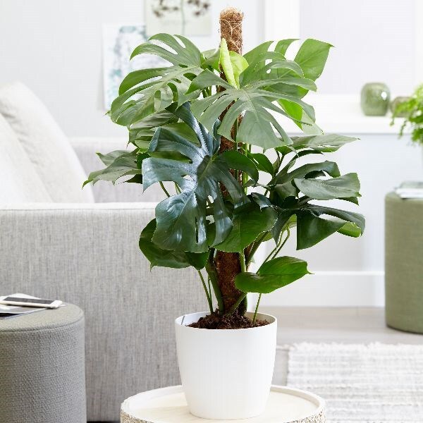 Monstera deliciosa - Large 80cm swiss cheese plant & pot cover combination