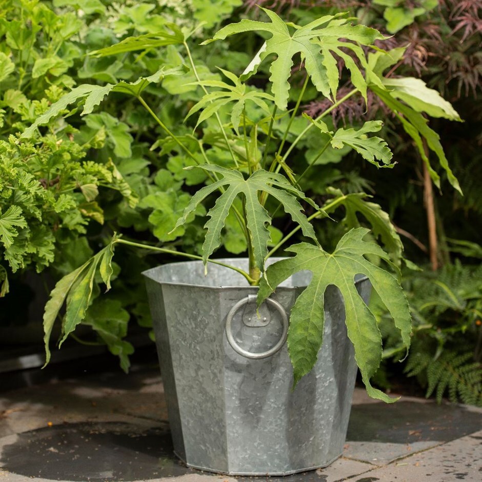 Fatsia polycarpa 'Green Fingers' & galvanised planter