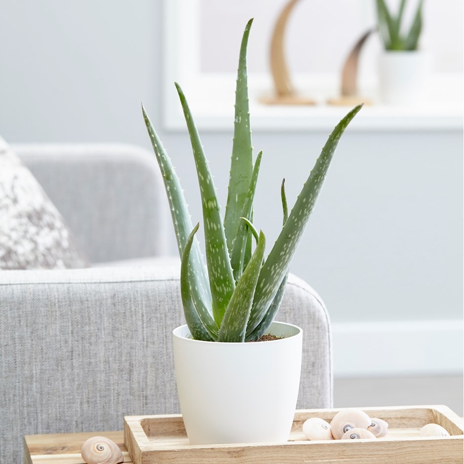 Aloe vera (syn. Aloe barbadensis) & pot cover combination