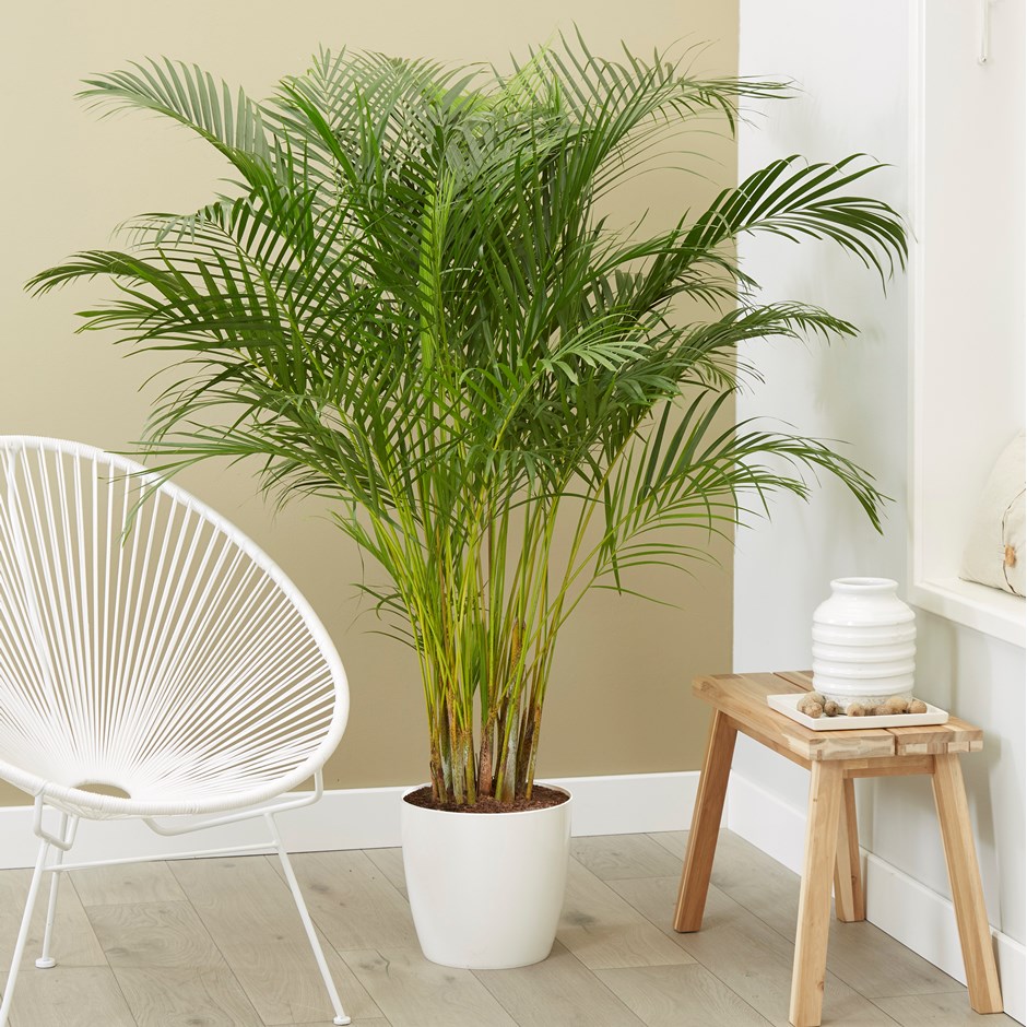 Dypsis lutescens - 34cm pot 1.8m areca palm / bamboo palm & pot cover combinatio