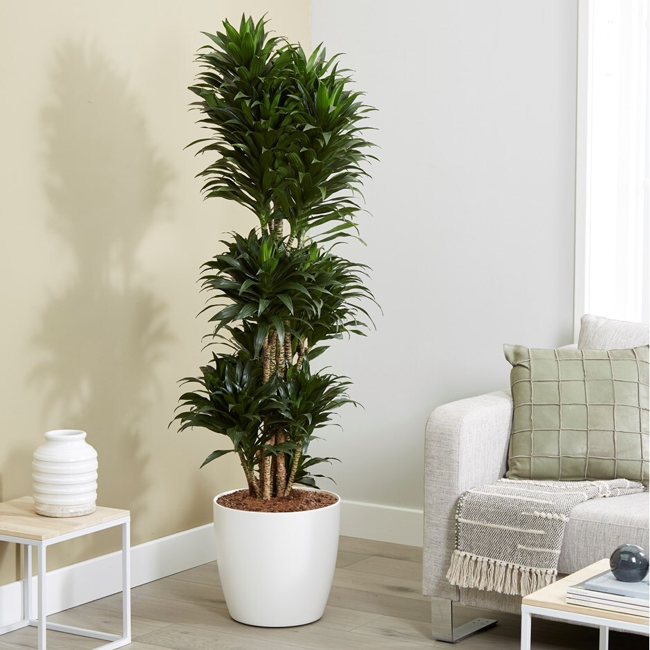 Dracaena fragrans Compacta Group - dragon plant & pot cover combination