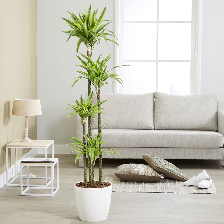 Dracaena fragrans 'Lemon Lime' 27cm pot 1.7m dragon tree & pot cover combination