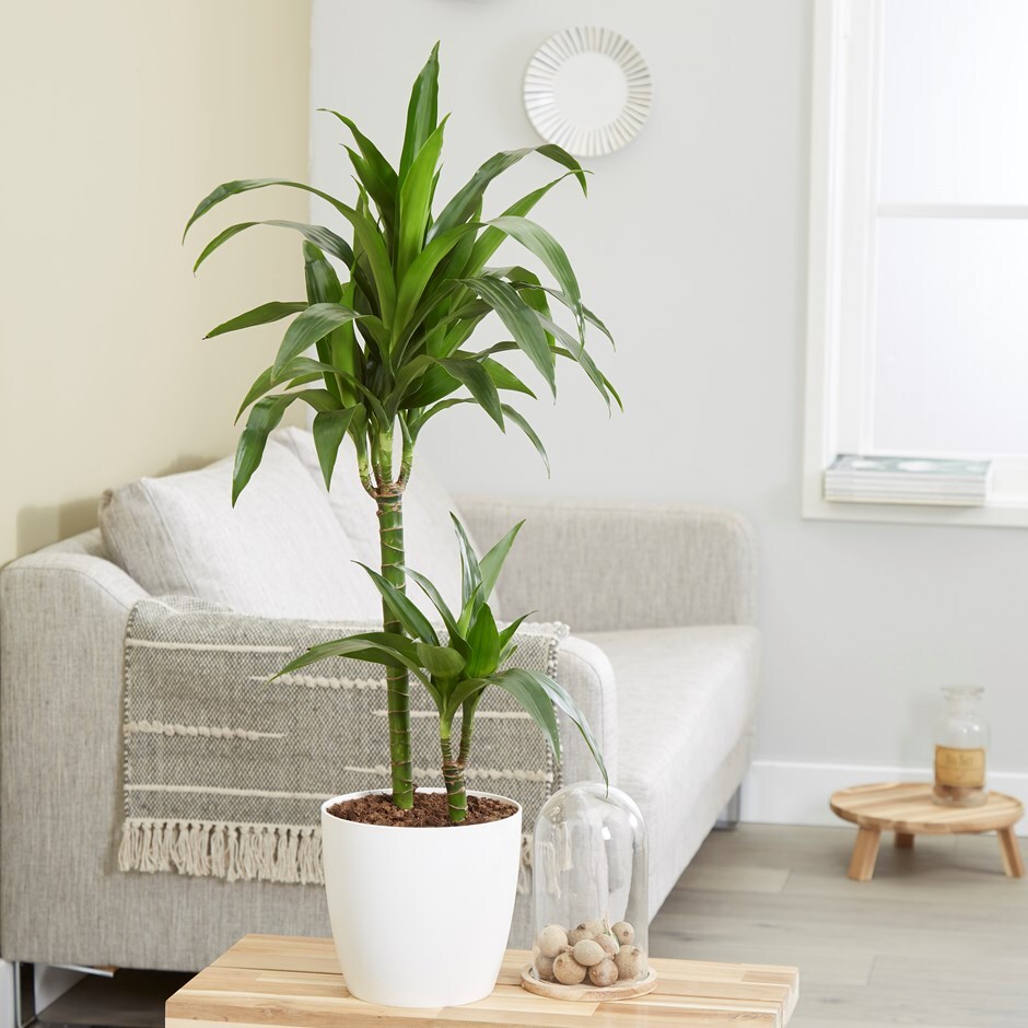 Dracaena fragrans 'Janet Craig' - dragon tree & pot cover combination