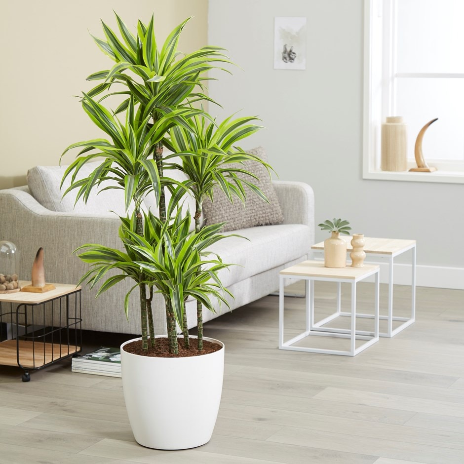 Dracaena fragrans 'Lemon Lime' - dragon tree & pot cover combination