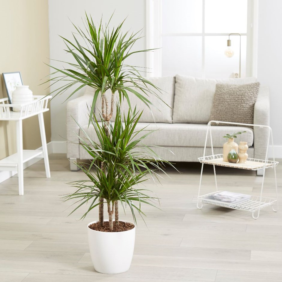 Dracaena marginata - dragon tree & pot cover combination
