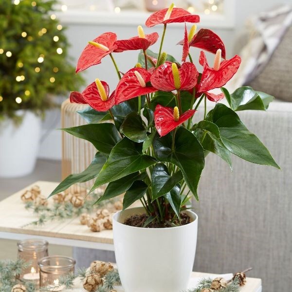 Anthurium 'Red Champion' - flamingo flower & pot combination
