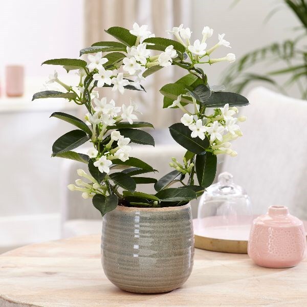 Stephanotis floribunda - bridal wreath & pot combination