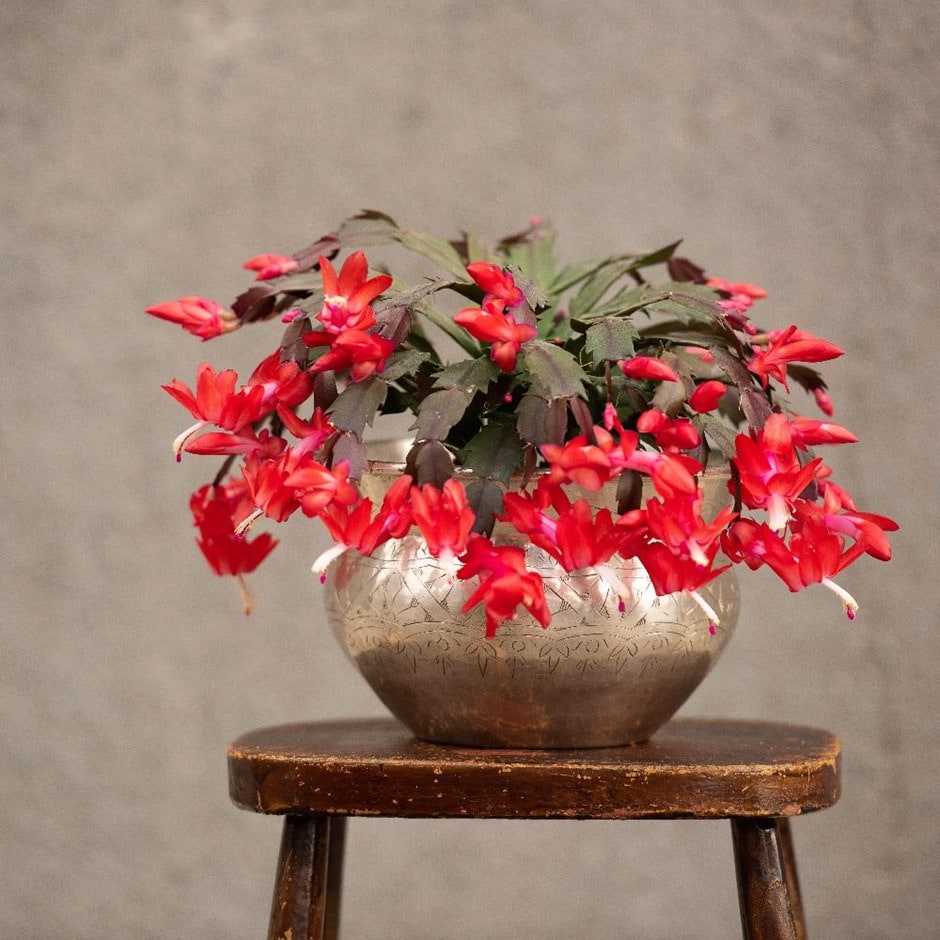 Schlumbergera 'Red' - Christmas cactus & brass pot combination
