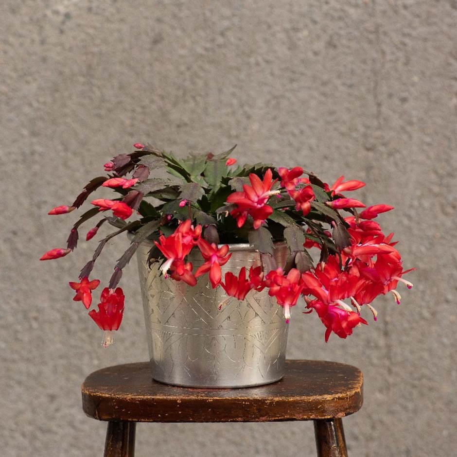 Schlumbergera 'Red' - Christmas cactus & aluminium pot cover combination