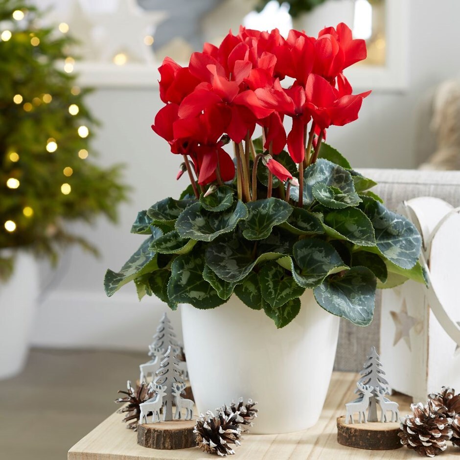 Cyclamen 'Rainier Scarlet' & pot cover combination