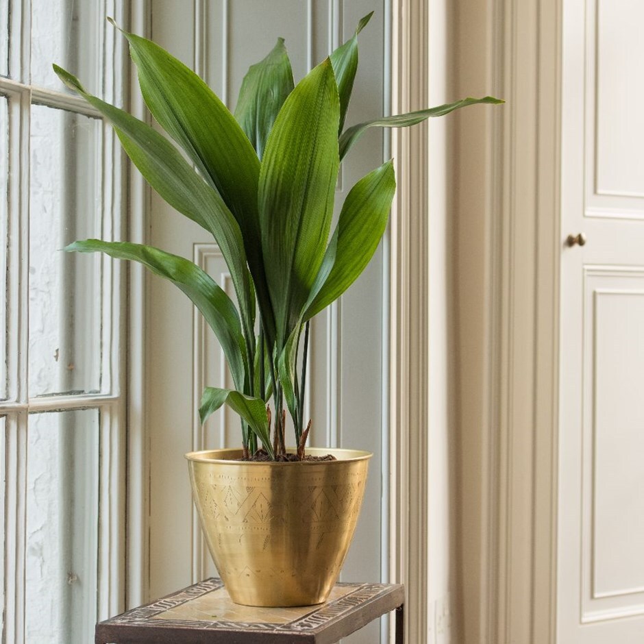 Aspidistra elatior - cast iron plant & pot combination