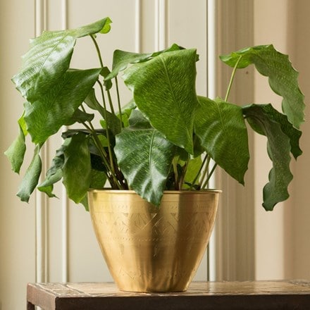 Calathea 'Network' and solid etched brass pot
