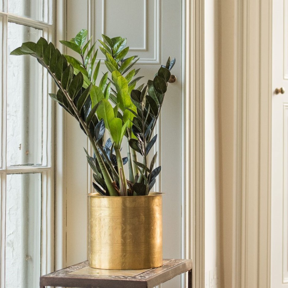 Zamioculcas zamiifolia - fern arum & brass pot combination