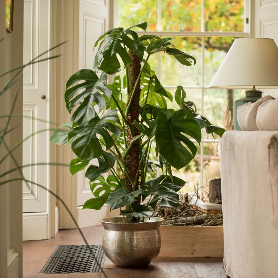 Monstera deliciosa - swiss cheese plant & brass bowl combination