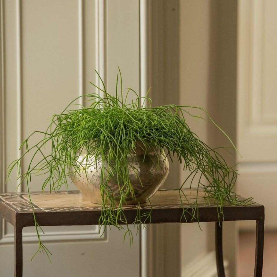 Rhipsalis baccifera - mistletoe cactus & brass bowl combination