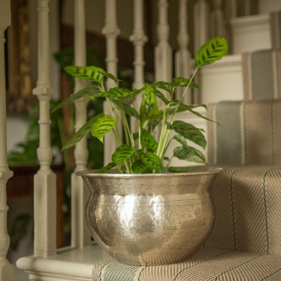 Calathea leopardina & bowl combination