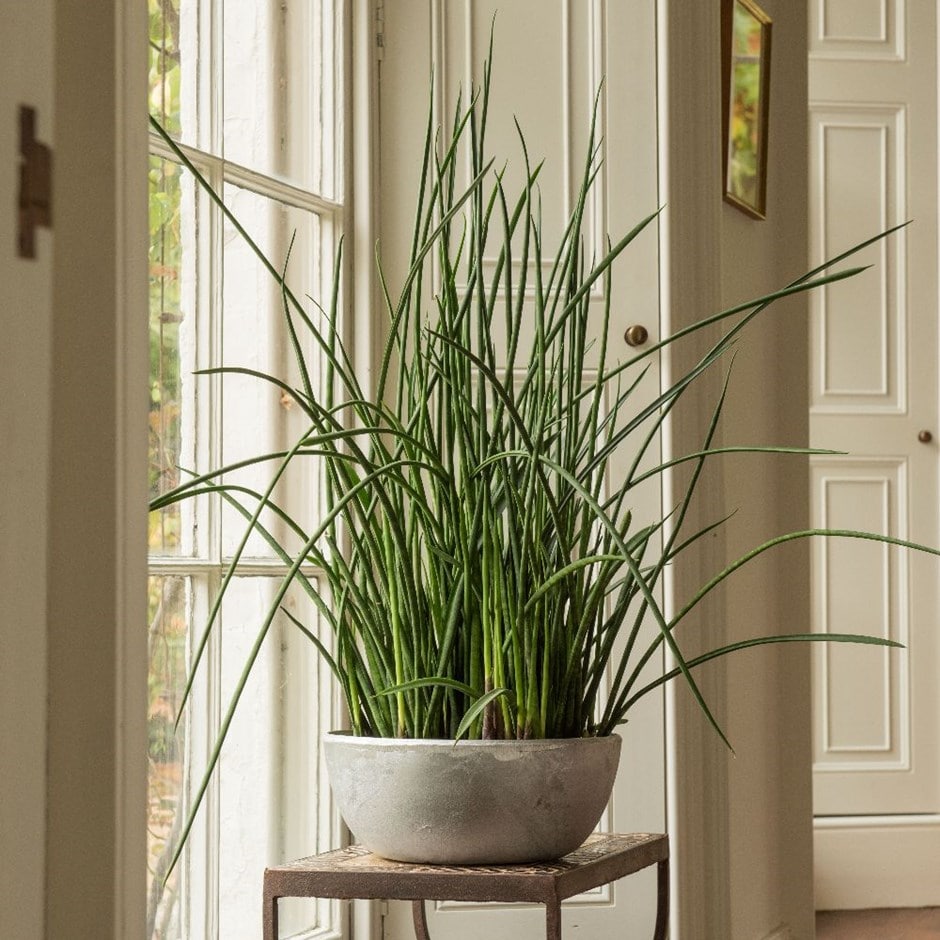Sansevieria bacularis 'Mikado' - snake plant & aluminium bowl combination