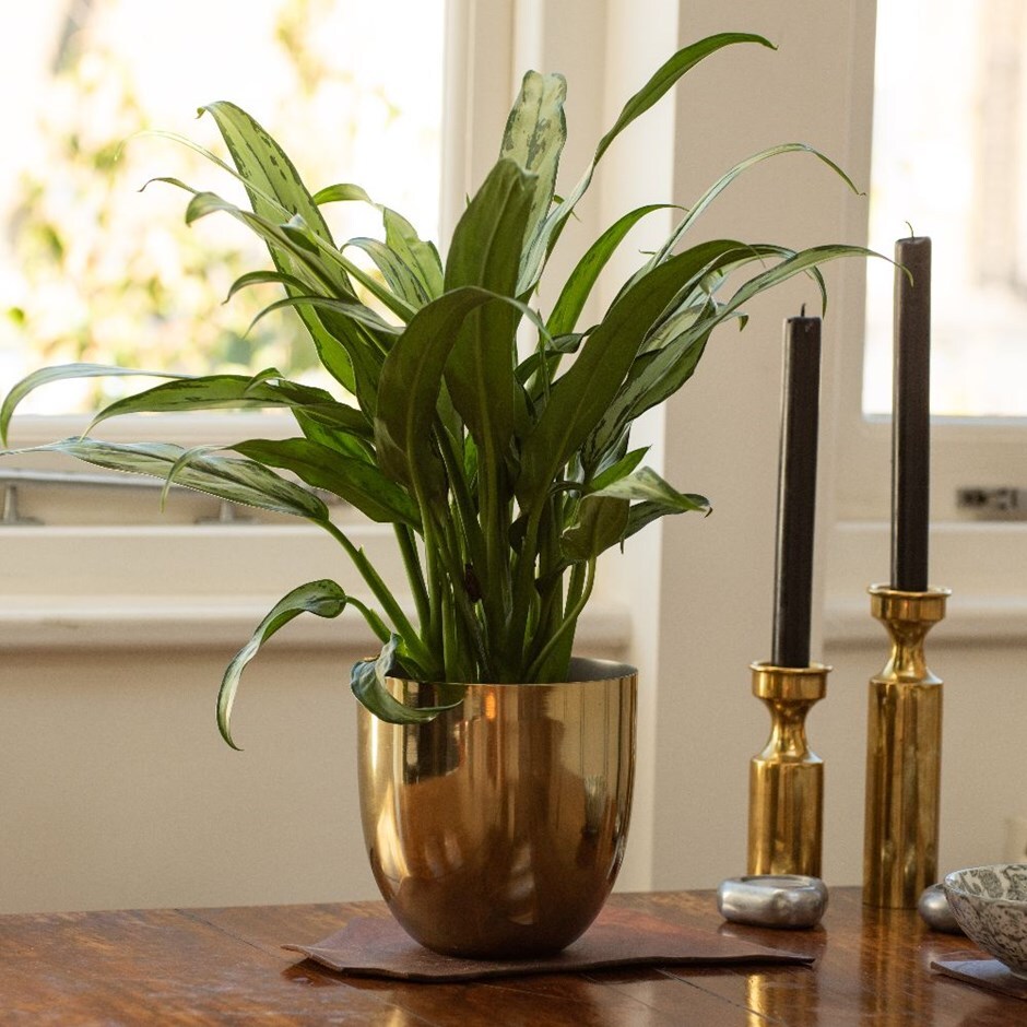 Aglaonema 'Jubilee Compacta' - Chinese Evergreen & pot cover combination