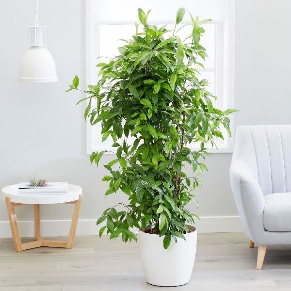 Dracaena surculosa 'Florida Beauty' & pot cover combination