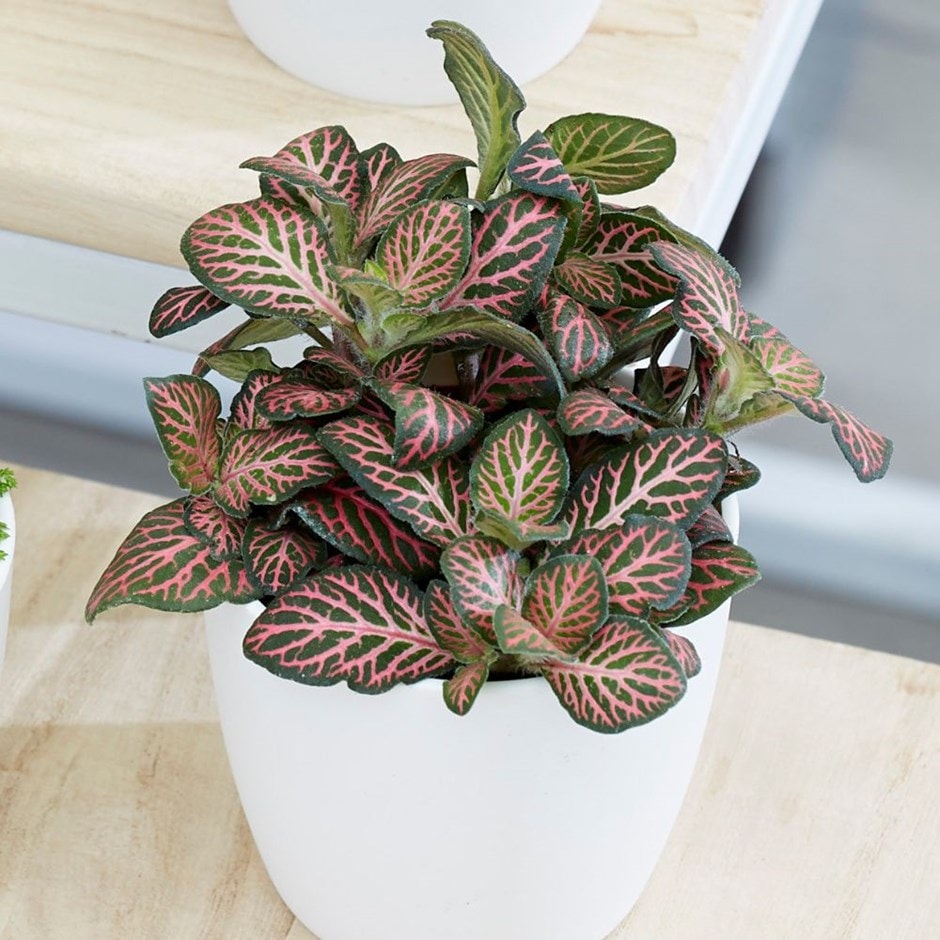 Fittonia - bottle garden / terrarium plant & pot cover combination