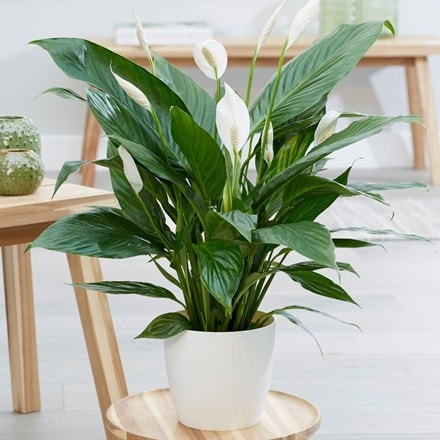 Spathiphyllum Bingo Cupido ('Spapril') (PBR) and pot cover