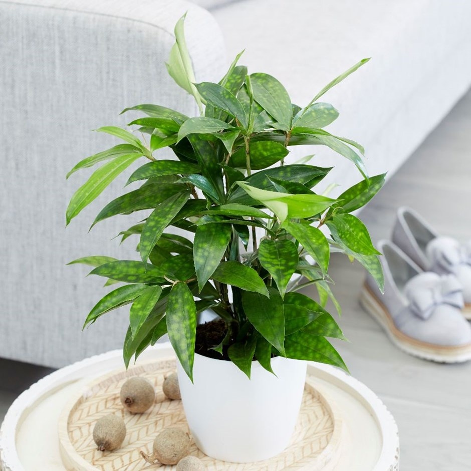 Dracaena surculosa - spotted dracaena & pot cover combination