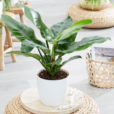 Philodendron 'Imperial Green' and pot cover