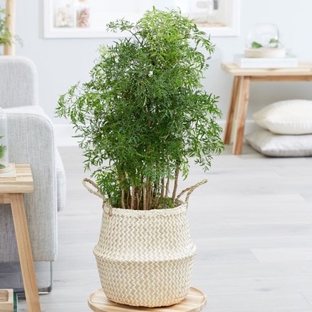 Polyscias fruticosa Ming and seagrass chevron white lined basket