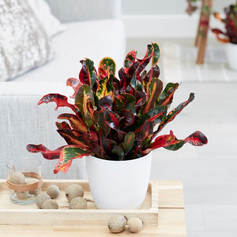 Codiaeum ‘Mammi’ - Joseph's coat & pot cover combination