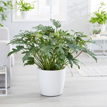 Philodendron xanadu and pot cover