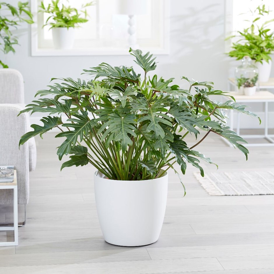 Philodendron xanadu & pot cover combination
