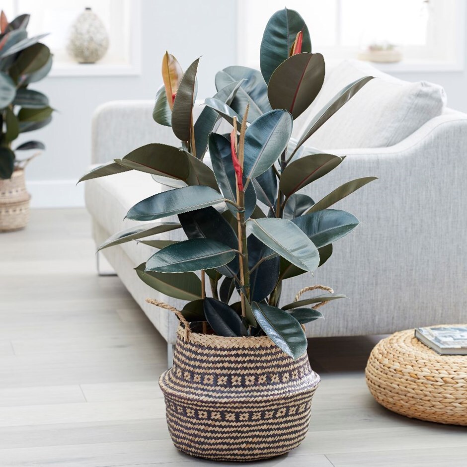 Ficus elastica 'Abidjan' - rubber plant & basket combination