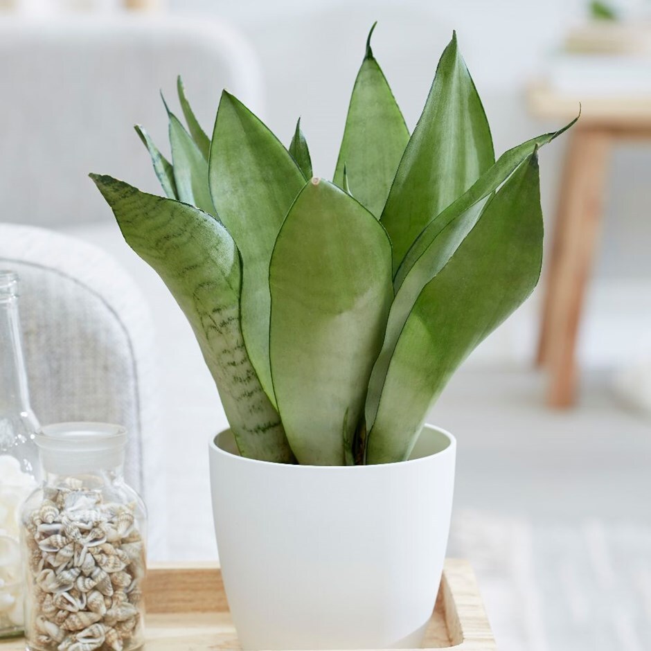 Sansevieria trifasciata 'Moonshine' - mother-in-law's tongue & pot combination