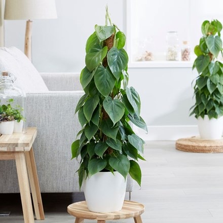 Philodendron scandens and pot cover
