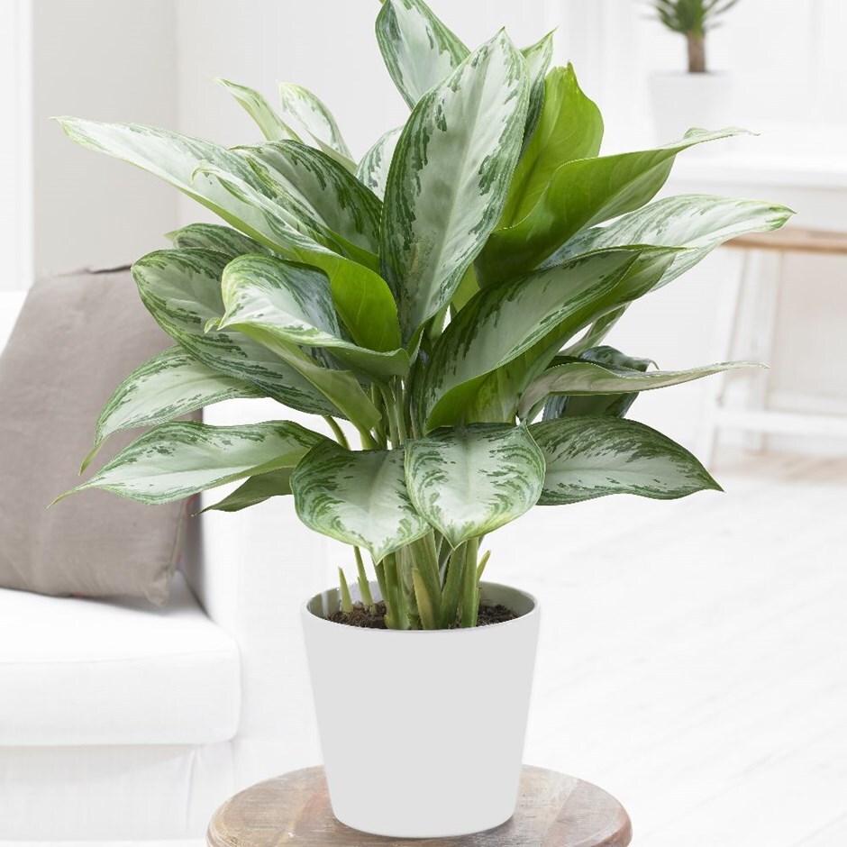 Aglaonema 'Jubilee Compacta' - Chinese evergreen & pot cover combination