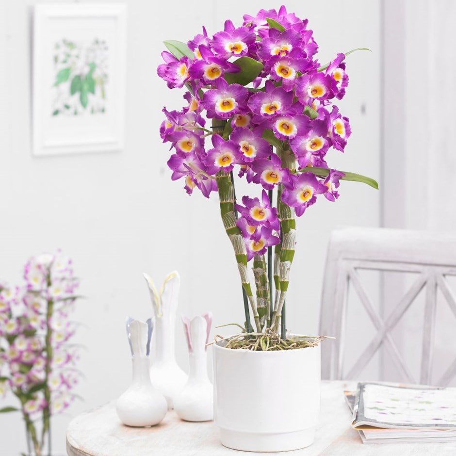 Dendrobium nobile 'Comet King' - orchid & pot cover combination