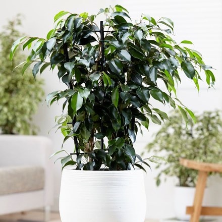 Ficus benjamina 'Danielle' and pot cover