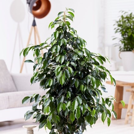 Ficus benjamina 'Danielle' and pot cover