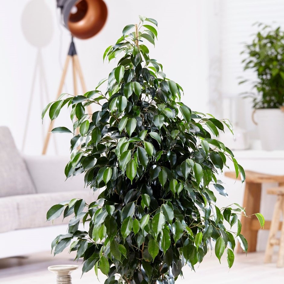 Ficus benjamina 'Danielle' - weeping fig & pot cover combination