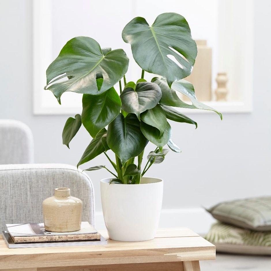Monstera deliciosa - Medium 40cm swiss cheese plant & pot cover combination